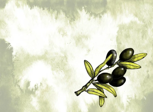 Illustrazione realistica del ramo di olive nere e verdi isolato su sfondo acquerello. Grafica disegnata a mano. Progettazione per olio d'oliva, cosmetici naturali, prodotti sanitari . — Foto Stock