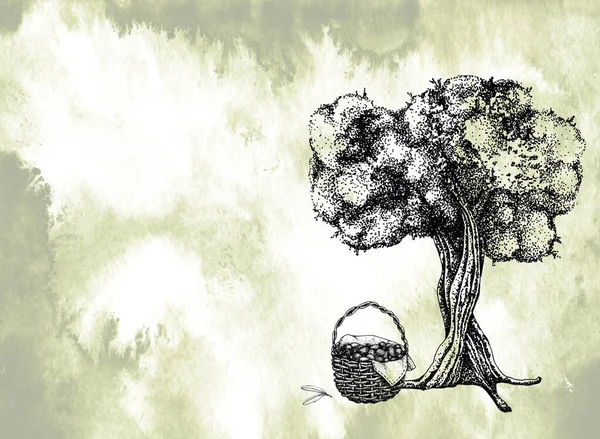 オリーブとオリーブの収穫。果物のバスケットとオリーブの木。手描きグラフィック。オリーブオイル、天然化粧品、ヘルスケア製品のデザイン. — ストック写真
