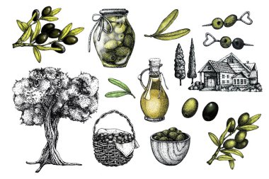 Zeytinli büyük menü. Elle çizilmiş zeytin ağacı, yağ, dal, sepet, bankada, evde bitmiş ürünler. Kozmetik ve aşçılık ürünleri tasarımı.
