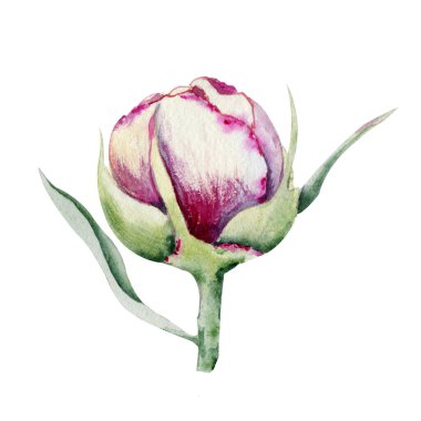 Şakayık çiçeği, pembe tomurcuk. El boyası çizimi beyaz arkaplanda izole edilmiş. Düğün baskısı için tasarım, davetiye, tebrikler, Clipart, kartpostal, doğum günü