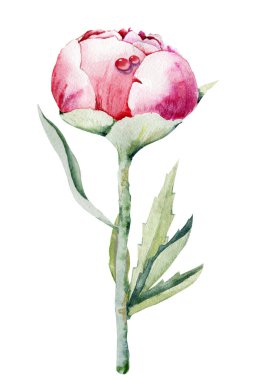 Şakayık çiçeği, pembe tomurcuk. El boyası çizimi beyaz arkaplanda izole edilmiş. Düğün baskısı için tasarım, davetiye, tebrikler, Clipart, kartpostal, doğum günü