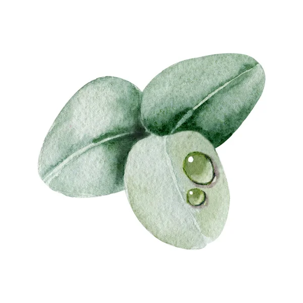 Branch and leaves of eucalyptus with dew drops. Hand watercolor illustration isolated on white background. Design for wedding printed matter, invitation, congratulations, clipart, postcard, birthday — Stock Photo, Image