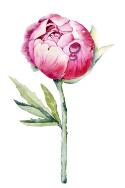 Şakayık çiçeği, pembe tomurcuk. El boyası çizimi beyaz arkaplanda izole edilmiş. Düğün baskısı için tasarım, davetiye, tebrikler, Clipart, kartpostal, doğum günü