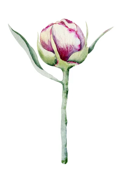 Pion blomma, rosa knopp. Hand akvarell illustration isolerad på vit bakgrund. Design för bröllopstryck, inbjudan, grattis, clipart, vykort, födelsedag — Stockfoto