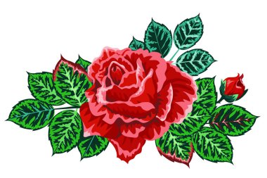 Beyaz üzerine izole edilmiş güzel bir gül. Kırmızı gül. Geçmiş tebrik kartları ve düğün davetiyeleri için mükemmel. Doğum günü, Sevgililer Günü, Anneler Günü..