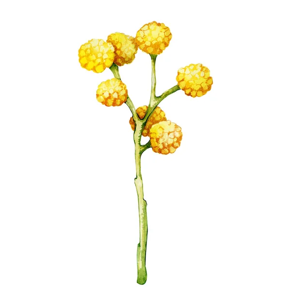 Σπριγκ με λουλούδια μιμόζας από κοντά. Χέρι ακουαρέλα εικόνα απομονώνονται σε λευκό φόντο. Για το σχεδιασμό των προϊόντων διακοπών για το Πάσχα, Παγκόσμια Ημέρα της Γυναίκας. — Φωτογραφία Αρχείου