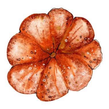 Olgun turuncu balkabağı, beyaz arka planda izole edilmiş. El çizimi suluboya çizimi. Altın sonbahar temalı ürün tasarımı ve Cadılar Bayramı, yemek ve menü