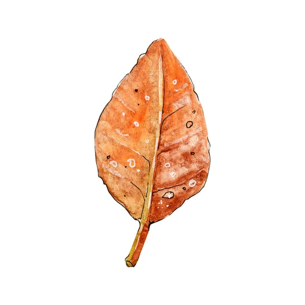 Το φθινοπωρινό φύλλο απομονώνεται σε λευκό φόντο. Χειροποίητη ακουαρέλα. Φθινόπωρο έννοια, πτώση φύλλα, κλιπ, Απόκριες, εκτύπωση, πρότυπο — Φωτογραφία Αρχείου