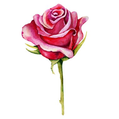 Gül çiçeği, pembe tomurcuk. El boyası çizimi beyaz arkaplanda izole edilmiş. Düğün baskısı için tasarım, davetiye, tebrikler, Clipart, kartpostal, doğum günü.