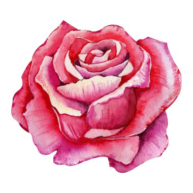 Gül çiçeği, pembe tomurcuk. El boyası çizimi beyaz arkaplanda izole edilmiş. Düğün baskısı için tasarım, davetiye, tebrikler, Clipart, kartpostal, doğum günü.