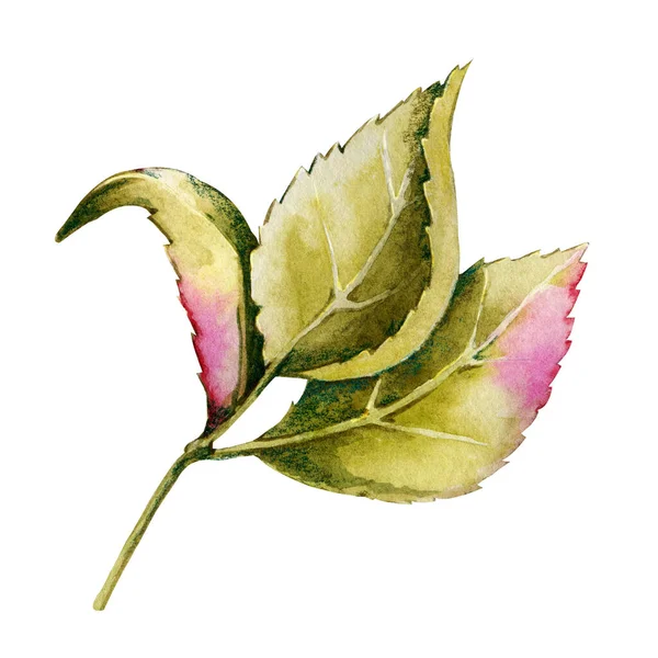 Branch Leaves Roses Hand Drawnwatercolor Illustration Isolated White Background Design — Stock Photo, Image