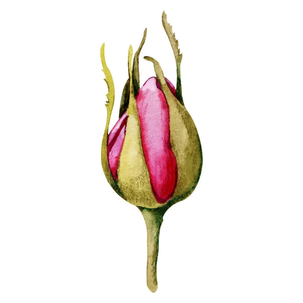 Rosor Blomma Rosa Knopp Hand Akvarell Illustration Isolerad Vit Bakgrund — Stockfoto