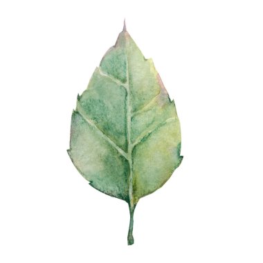 Gül dalları ve yaprakları. El boyası çizimi beyaz arkaplanda izole edilmiş. Düğün baskısı için tasarım, davetiye, tebrikler, Clipart, kartpostal, doğum günü