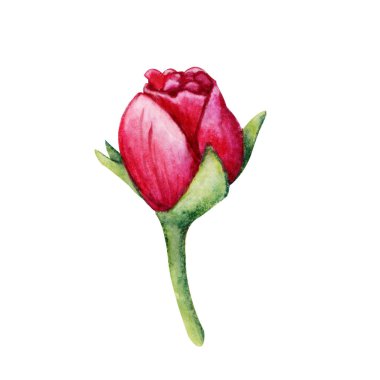Gül çiçeği, pembe tomurcuk. El boyası çizimi beyaz arkaplanda izole edilmiş. Düğün baskısı için tasarım, davetiye, tebrikler, Clipart, kartpostal, doğum günü