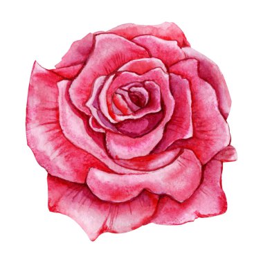 Gül çiçeği, pembe tomurcuk. El boyası çizimi beyaz arkaplanda izole edilmiş. Düğün baskısı için tasarım, davetiye, tebrikler, Clipart, kartpostal, doğum günü