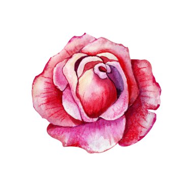 Gül çiçeği, pembe tomurcuk. El boyası çizimi beyaz arkaplanda izole edilmiş. Düğün baskısı için tasarım, davetiye, tebrikler, Clipart, kartpostal, doğum günü