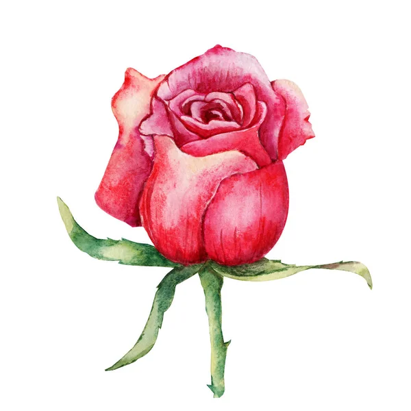 Fleurs de roses, bourgeon rose. Illustration aquarelle à la main isolée sur fond blanc. Conception pour les imprimés de mariage, invitation, félicitations, clipart, carte postale, anniversaire — Photo