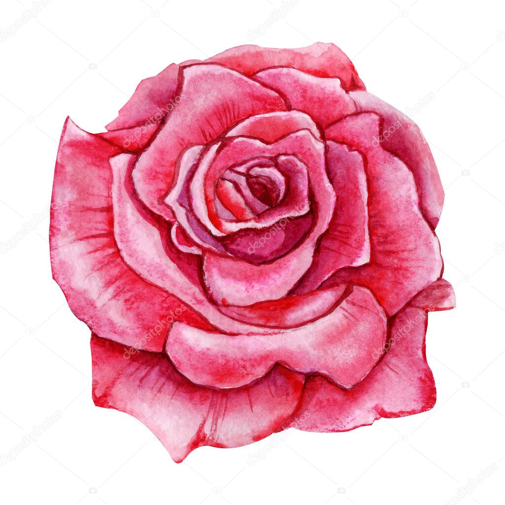 Roses flower, pink bud. Hand watercolor illustration isolated on white background. Design for wedding printed matter, invitation, congratulations, clipart, postcard, birthday