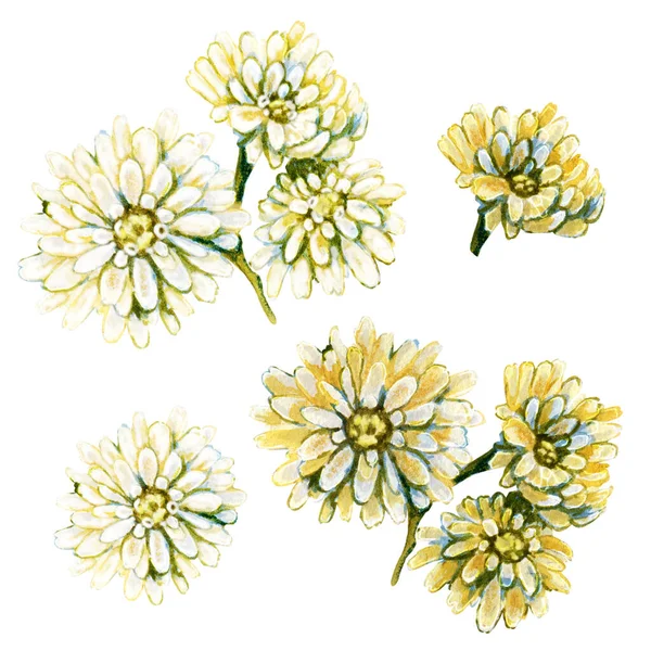 Flores de gypsophila. Ilustración en acuarela aislada sobre fondo blanco. Diseño para tarjetas de felicitación, bodas, portadas, invitaciones, felicitaciones —  Fotos de Stock
