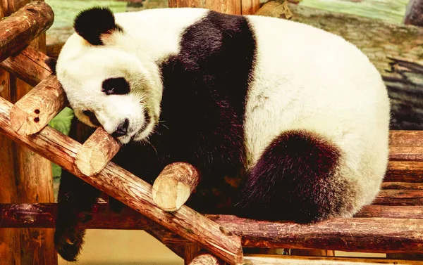 Beautiful huggable sleeping resting cute black and white panda b