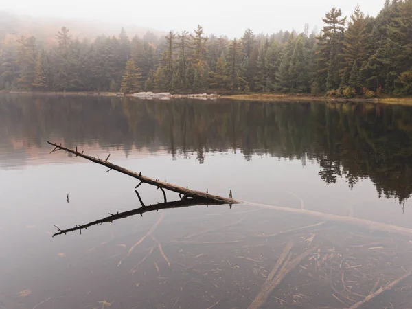 Dead tree partially submerged in lake Algonquin Provincial Park