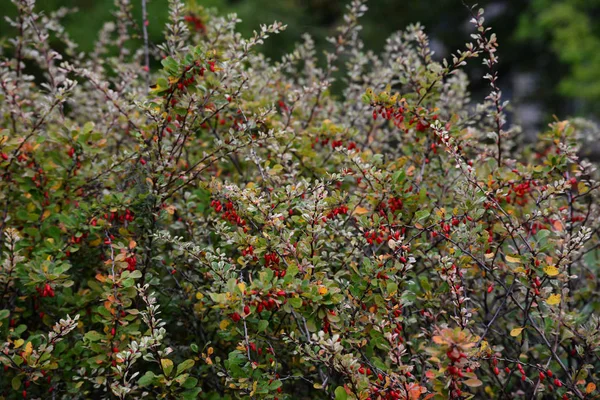 Red barberry berries on a bush with green orange yellow autumn leaves. Berberis thunbergii — Stock Photo, Image