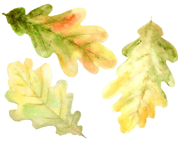 Sonbahar meşe yaprakları, dalları ve meşe palamudu güzel parlak renkler ayarlayın. Elle çizilmiş illüstrasyon — Stok fotoğraf