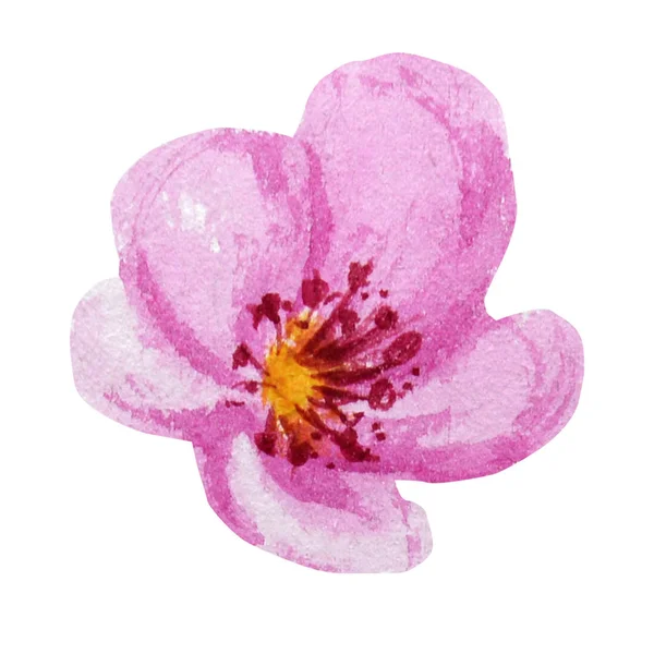 Bellissimo fiore ad acquerello rosa brillante. Isolato su sfondo bianco . — Foto Stock