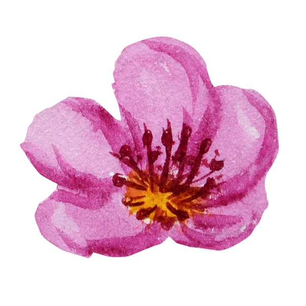 Bellissimo fiore ad acquerello rosa brillante. Isolato su sfondo bianco . — Foto Stock