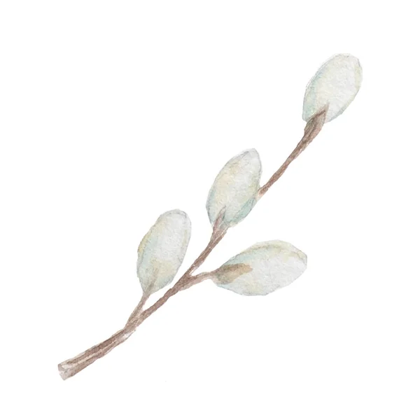 Aquarela desenho primavera salgueiro ramos isolados no fundo branco — Fotografia de Stock