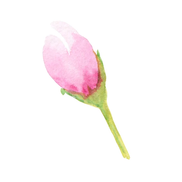 Piękny jasny różowy akwarela kwiat. Izolowane na białym tle. — Zdjęcie stockowe