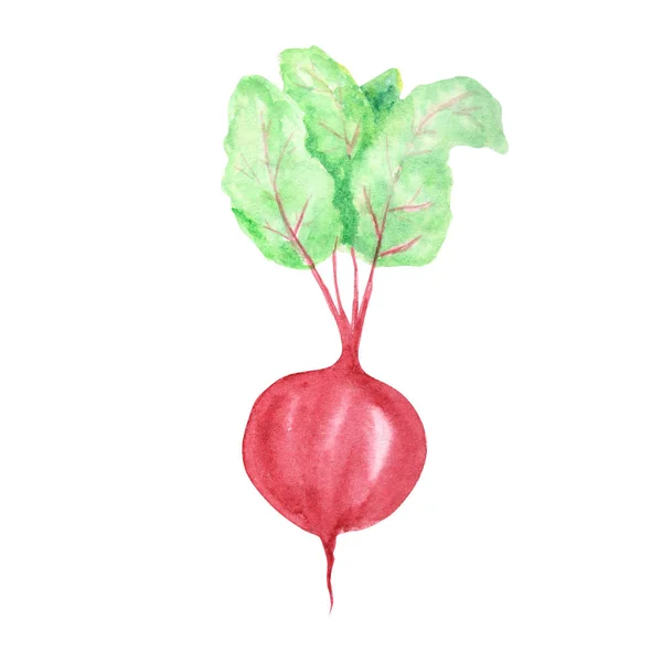 Akwarela malowane warzywa. Ręcznie rysowane świeże wegańskie jedzenie elementy konstrukcyjne buraków izolowane na białym tle. — Zdjęcie stockowe