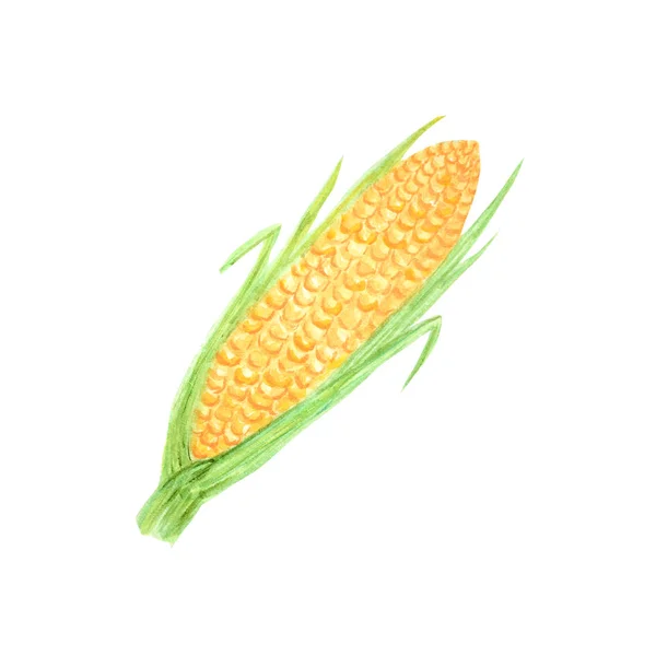 Akvarell festett zöldségek. Kézzel rajzolt friss vegán élelmiszer kukorica design elemek elszigetelt fehér háttér. — Stock Fotó
