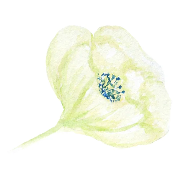 Bellissimo fiore verde acquerello bianco. Isolato su sfondo bianco . — Foto Stock
