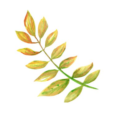 Sonbahar yaprağı beyaz bir arka plan üzerinde izole. Suluboya sonbahar yaprağı el çizilmiş illüstrasyon.