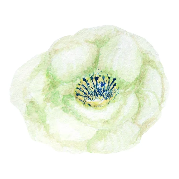 Mooie witte groene aquarel bloem. Geïsoleerd op witte achtergrond. — Stockfoto