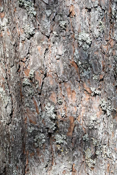 Tree barkTexture Background Pattern. Relief texture of the brown bark of a tree with moss on it. Vertical photo — Stock Photo, Image