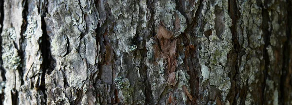 Träd barktexture bakgrund mönster. Relief konsistens av den bruna barken av ett träd med mossa på den. Horisontellt Banderollfoto — Stockfoto