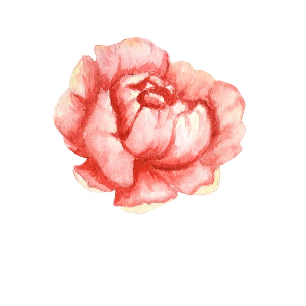 Flor rosa peônia Wildflower em um estilo aquarela isolado. Aquarelle wildflower para fundo, moldura ou fronteira . — Fotografia de Stock