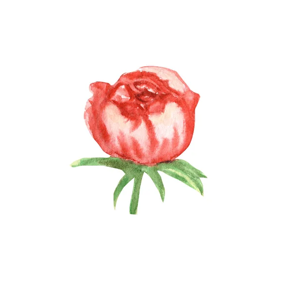 Wildflower peony pink flower in a watercolor style isolated. Aquarelle wildflower for background, frame or border. — Stock Photo, Image