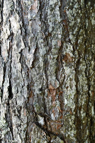 Träd barktexture bakgrund mönster. Relief konsistens av den bruna barken av ett träd med mossa på den. Vertikalt foto — Stockfoto