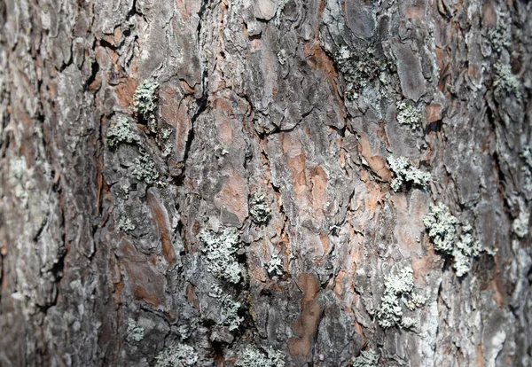 Träd barktexture bakgrund mönster. Relief konsistens av brun — Stockfoto