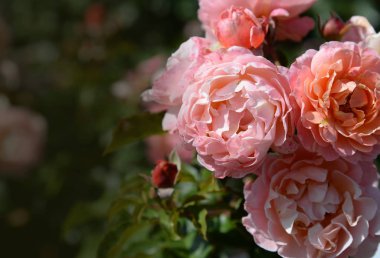 Çiçek açan çiçekler şenlikli arka plan üzerinde yaz çiçekli narin güller, sol köşesinde metin için yer ile pembe krem buket çiçek kartı.