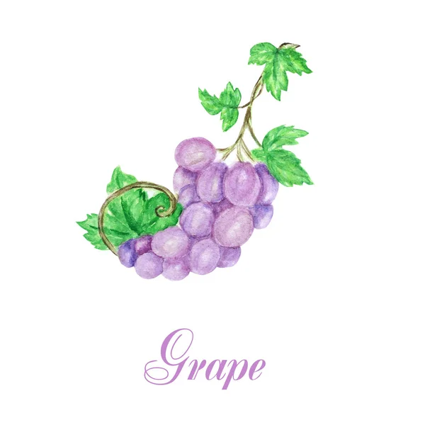 Рука намальована акварель винограду букетна композиція, смачні зелені і сині фіолетові фрукти ізольовані на білому тлі. Їжа реалістична ілюстрація з текстом . — стокове фото