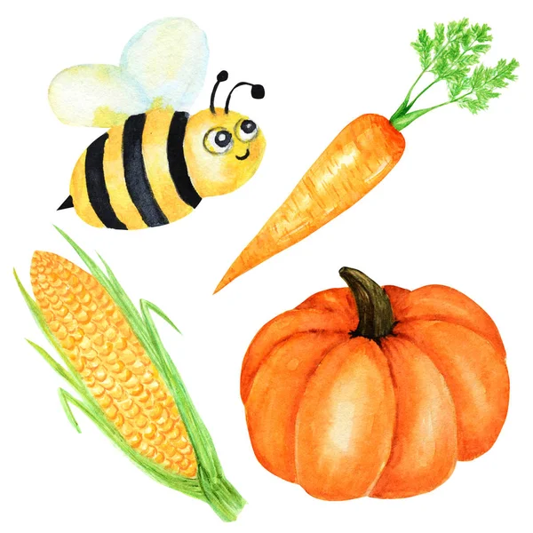 オレンジ野菜カボチャ、トウモロコシ、ニンジン、ミツバチの昆虫の水彩画のコレクション。白い背景に手描きの新鮮なビーガン食品. — ストック写真