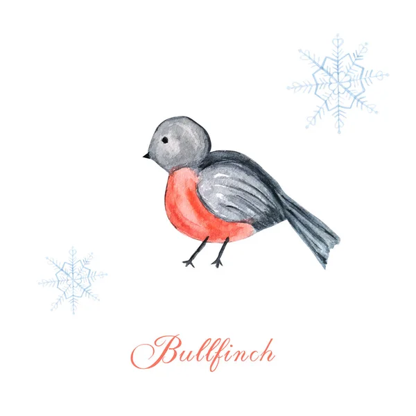 Bullfinch pintado à mão com cartão de saudação flocos de neve. Inverno pássaro vermelho aquarela ilustração. Por padrão, cartão postal. Feriado, Celebração, Ano Novo, Natal . — Fotografia de Stock