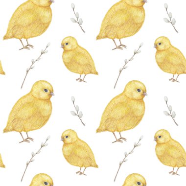 Dikişsiz Paskalya desen Suluboya el sarı chiken, Bahar söğüt çizilmiş. Renkli kuş, beyaz arka plan üzerinde chikens bebek. Davetiye, poster, kart, kumaş, doku için tasarım.