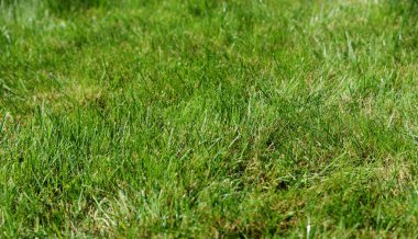 Yeşil çimen dokusu, arka bahçe arka plan, yeşil çimen bitkisi, park dokusu..