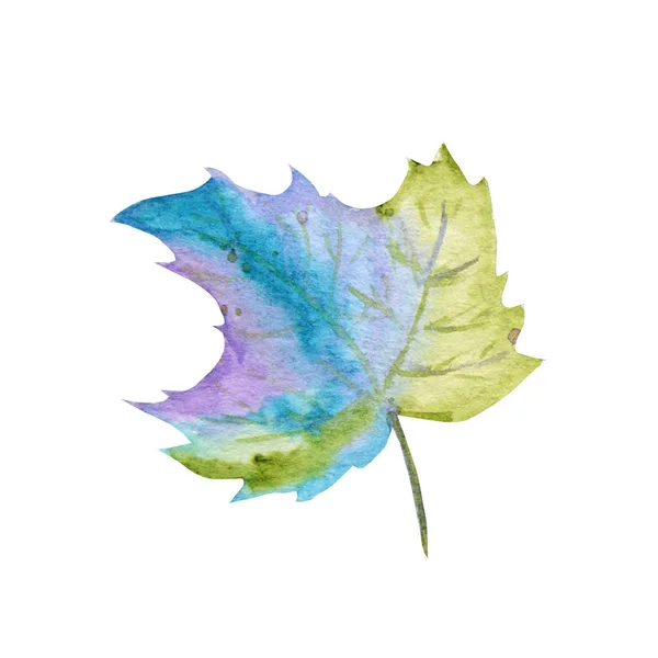 Hoja de arce de otoño aislada sobre un fondo blanco. Verde brillante, púrpura, azul Acuarela otoño hoja dibujado a mano ilustración . — Foto de Stock