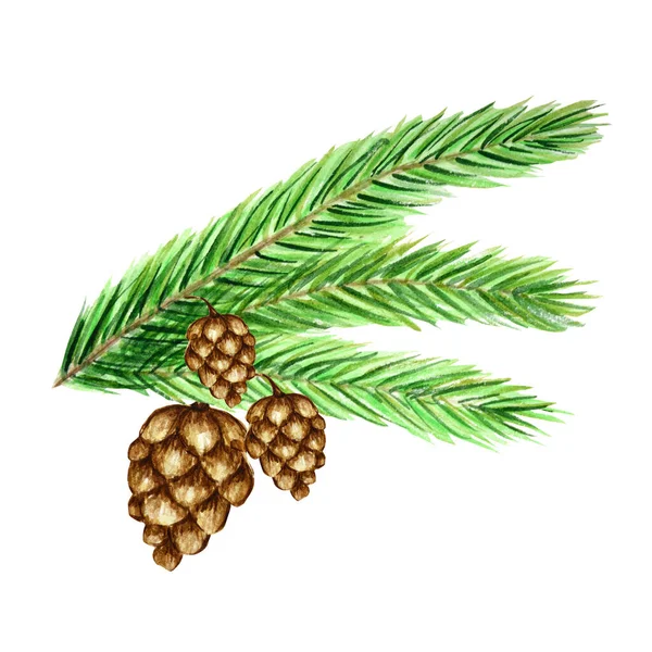 Colección de ramas y conos de pino, agujas sobre fondo blanco, acuarela dibujar a mano, concepto botánico decorativo ilustración para el diseño, tarjeta de Navidad —  Fotos de Stock